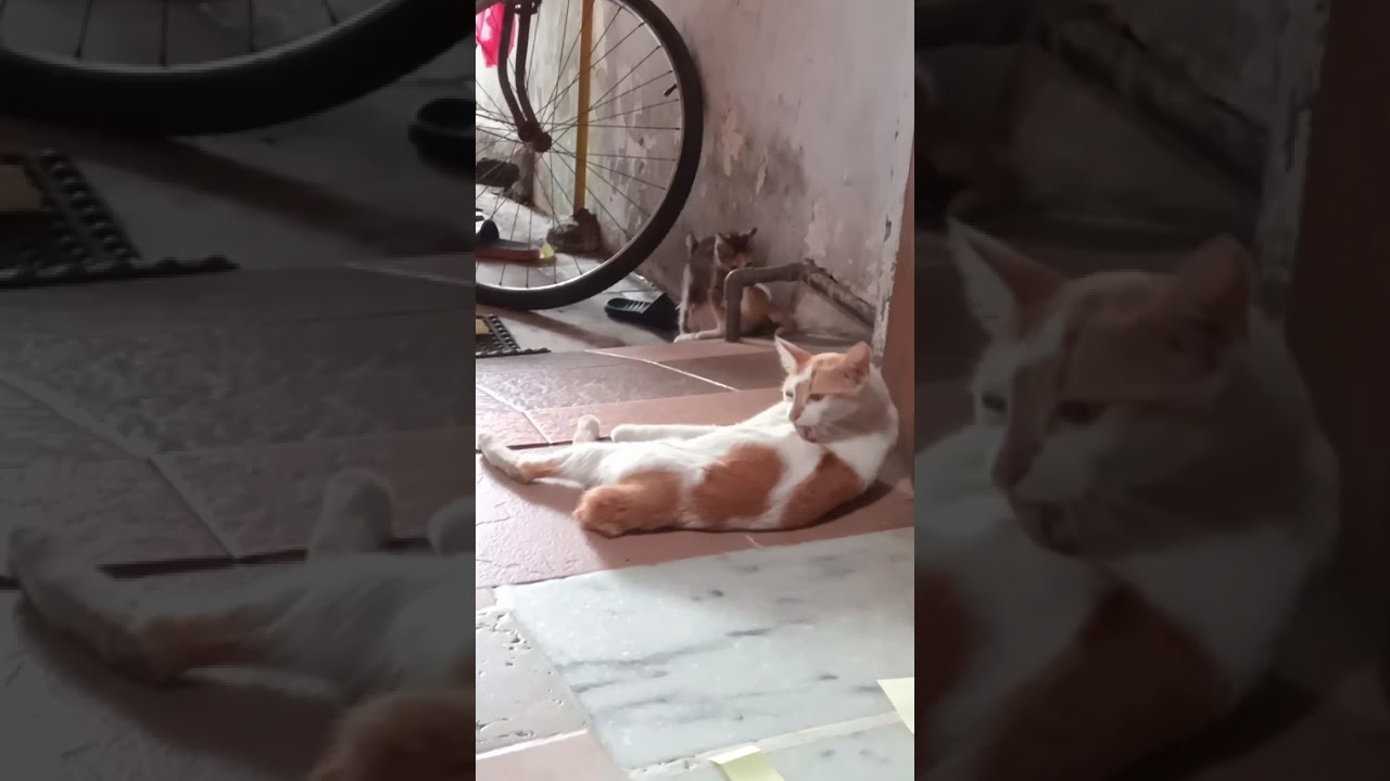 Meet Endang's kids.FIna dan funny  #cat #kucing #fypシ #fypシ゚viral #fyp #kucinglucu #kucingimut #fyp