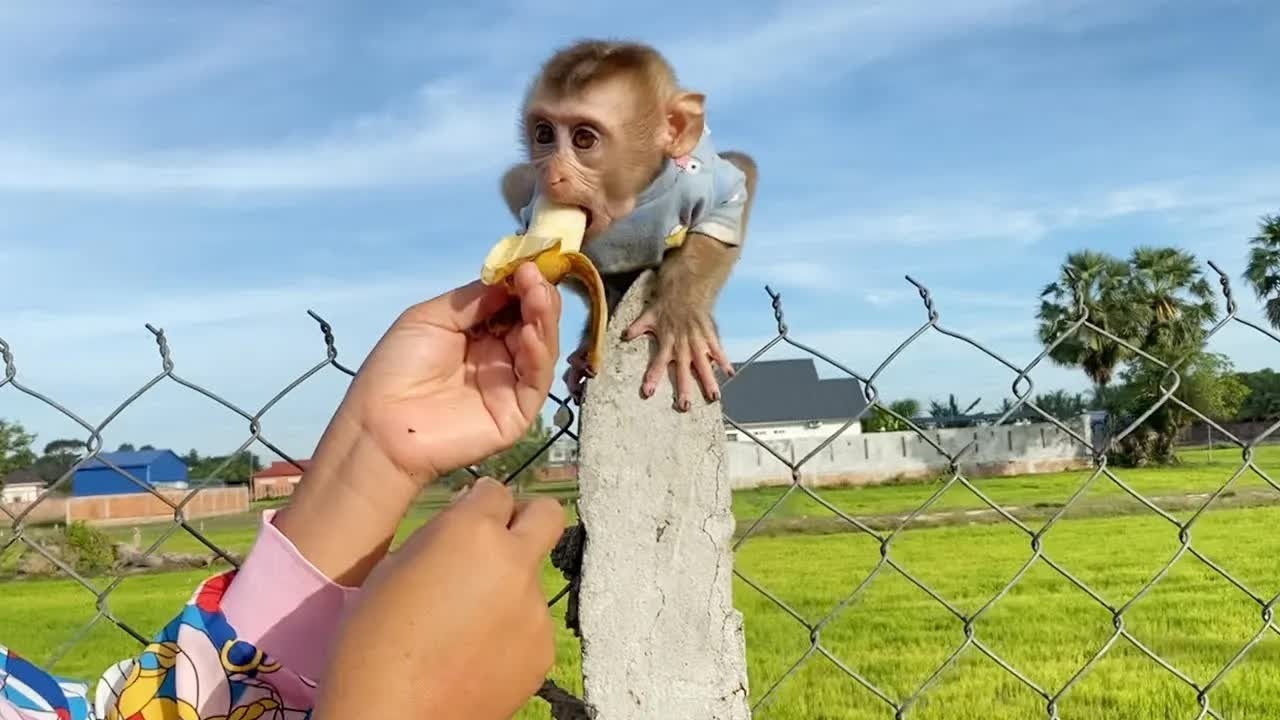 Luckily DAM Happily Climb Playing On Fence With Mom Follow Feeding Banana