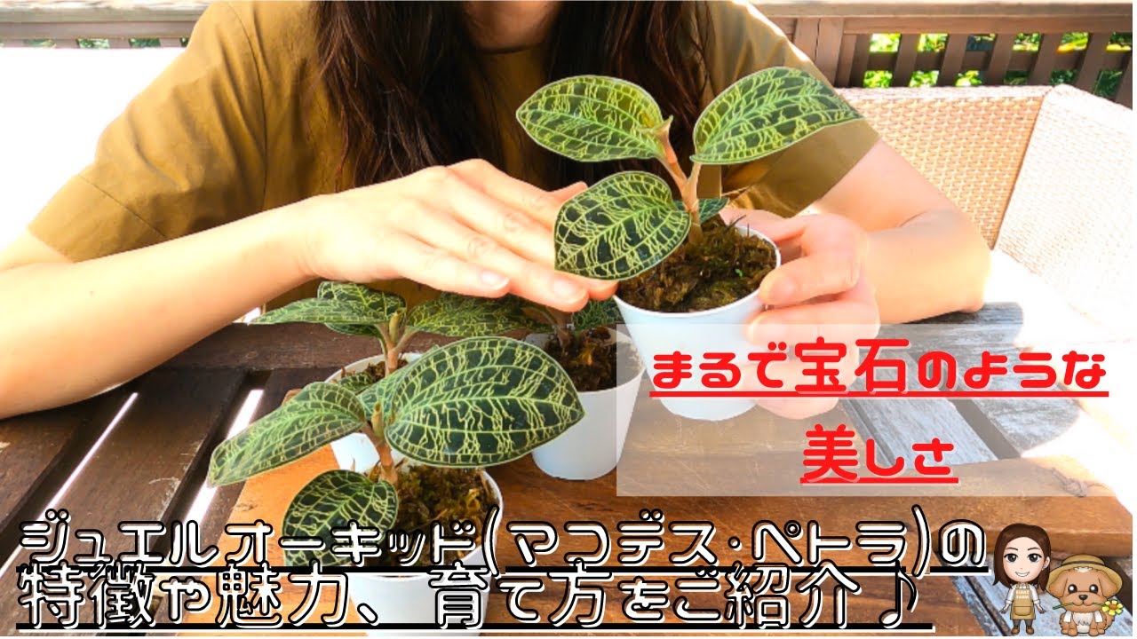 ジュエルオーキッド（マコデス・ペトラ）の特徴・魅力・育て方を詳しく解説♪