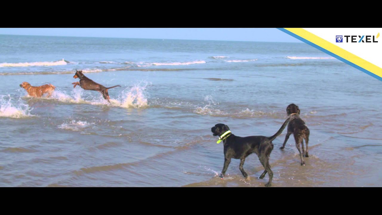 VVV Texel - honden zijn welkom op Texel