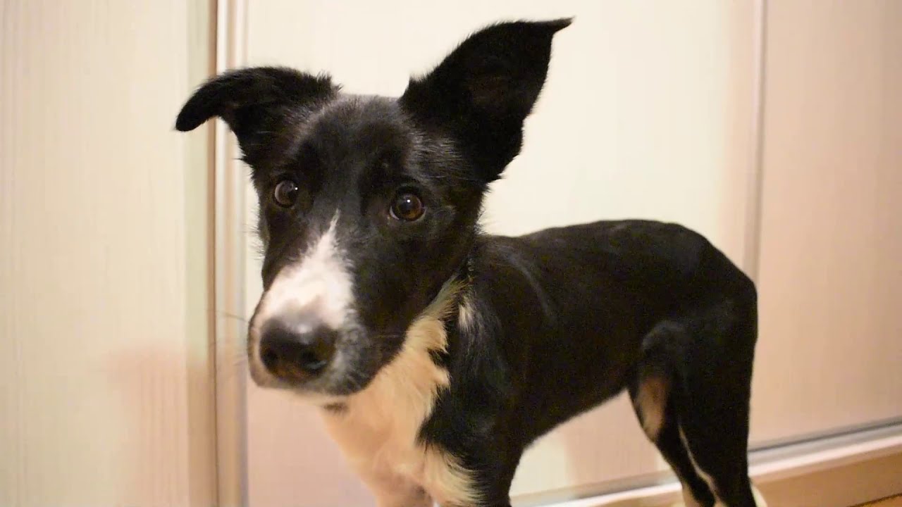Dobby border collie / 5 months - tricks & fun / MEMORIES!