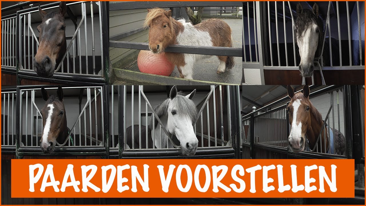 NIEUWE PAARDEN VOORSTELLEN | PaardenpraatTV