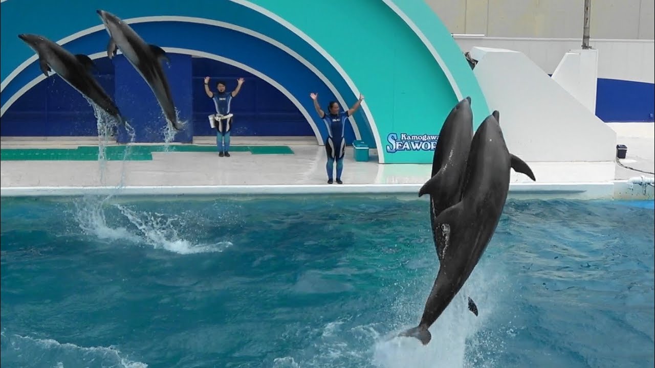 イルカパフォーマンス♪（2017/07/23）