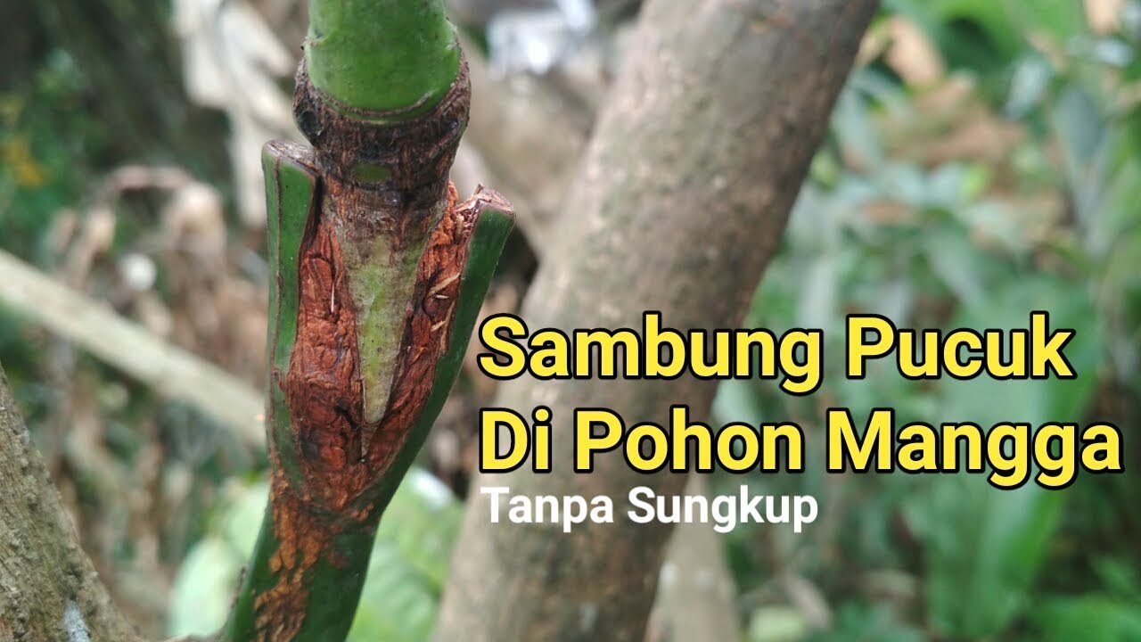 Sambung Pucuk di Pohon Mangga