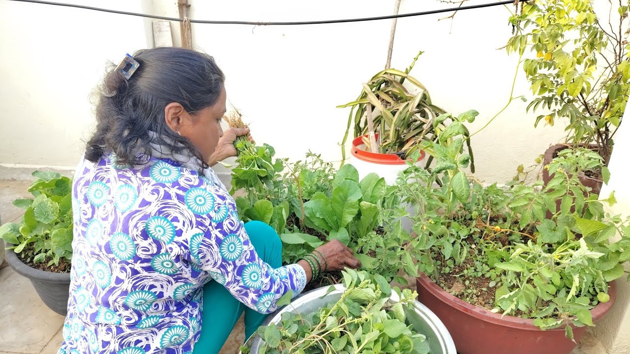 Fresh organic leafy vegetables in terrace gardening || ramyaambati ||