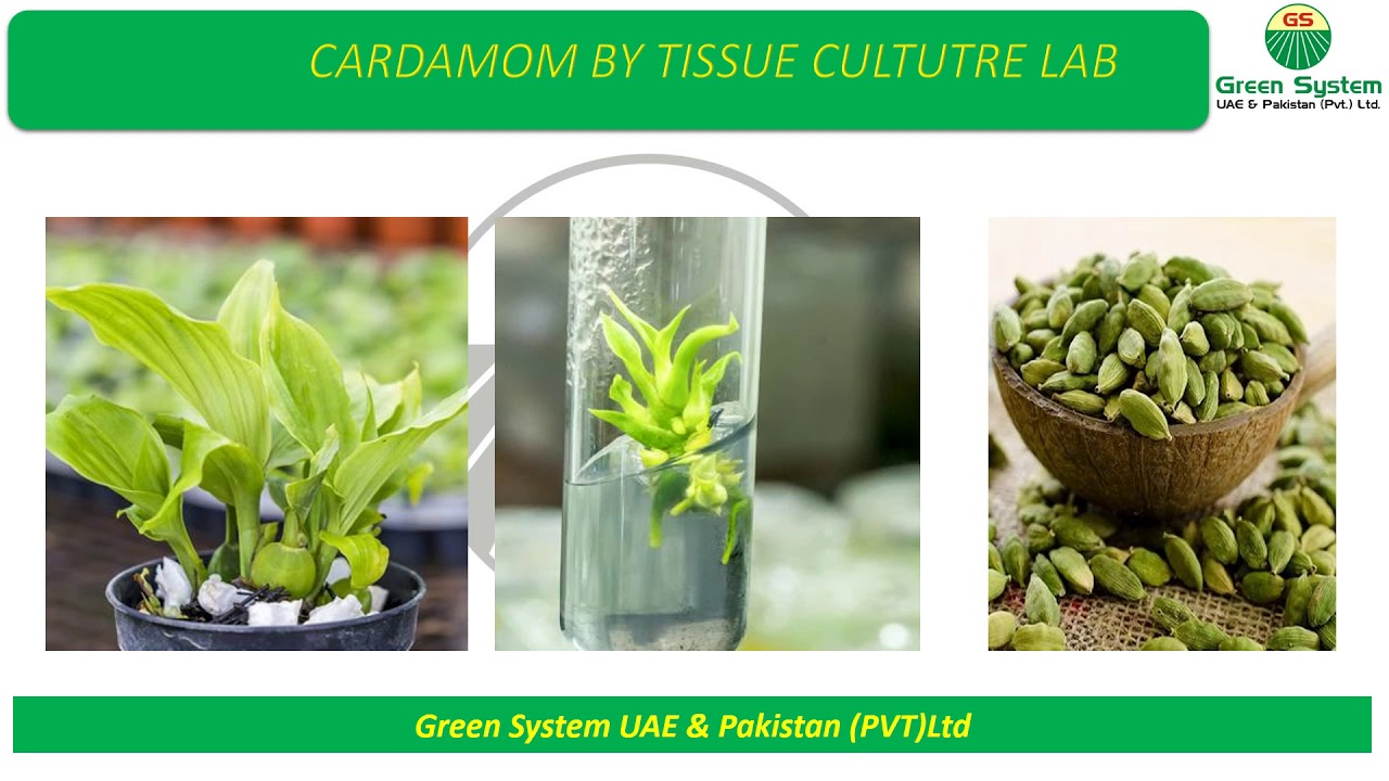 Cardamom varieties by GSU&P