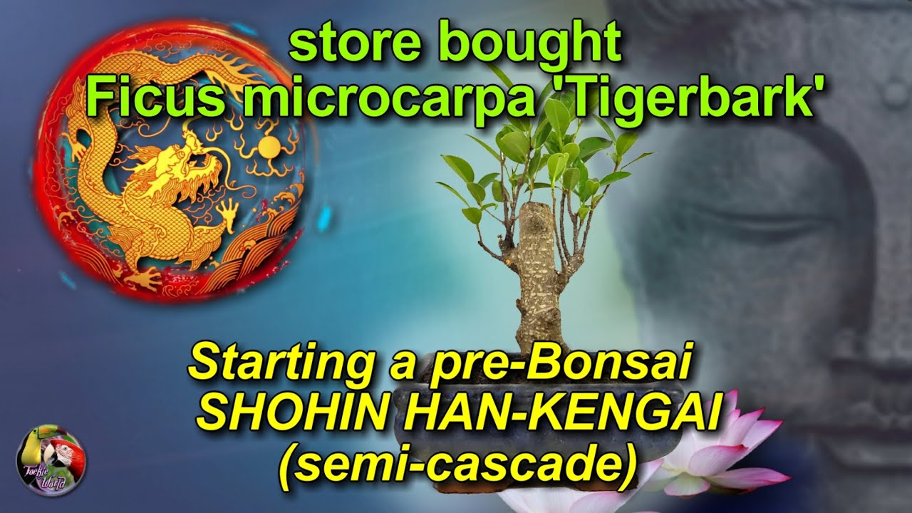 store bought Ficus microcarpa 'Tigerbark' 1,  Starting a preBonsai SHOHIN HAN KENGAI (semi cascade)