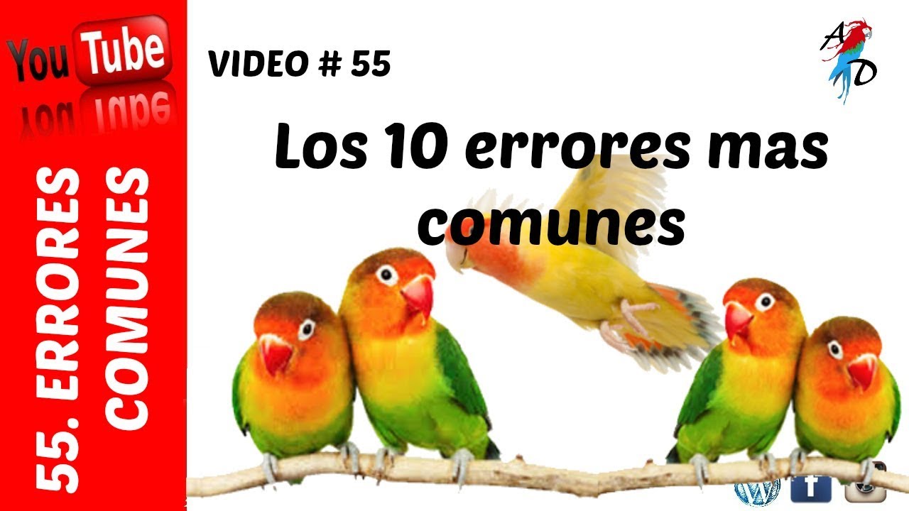10 errores comunes - Aviario Diario