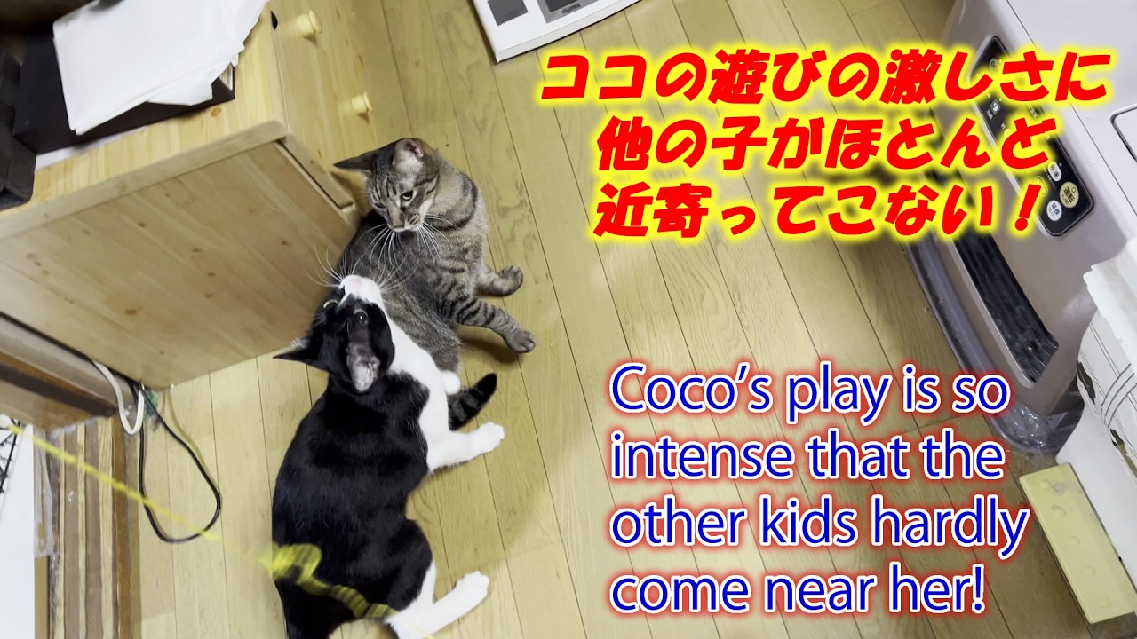 ココの遊びの激しさに他の子がほとんど近寄ってこない！Coco's play is so intense that the other kids hardly come near her!