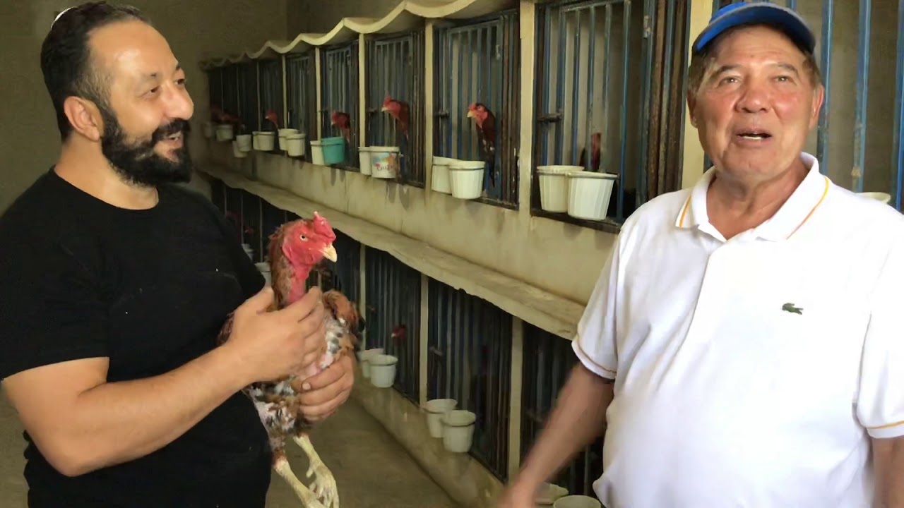 2019 summer interview at Tehran rooster fighting champion Mohammad Funy