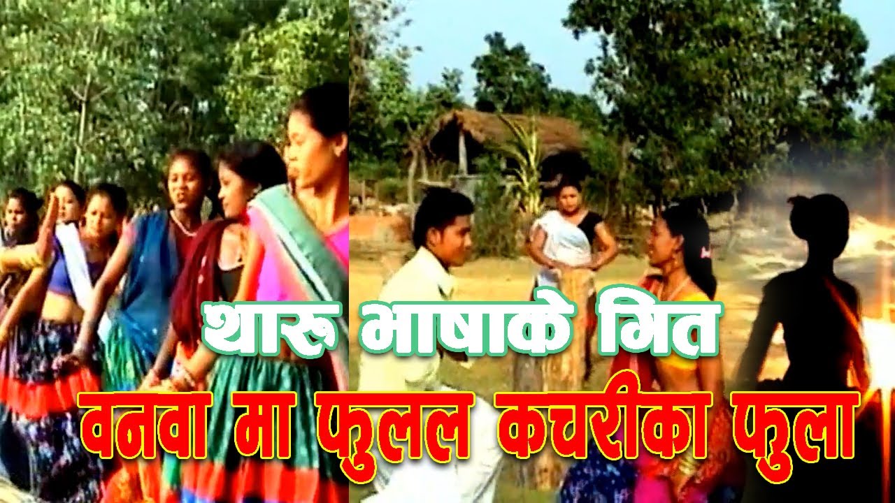थारु भाषा के गीत वनवा मा फुलल कचरीका फुला | Tharu Song Banwa Ma Fulal Kajari ka Fulwa |