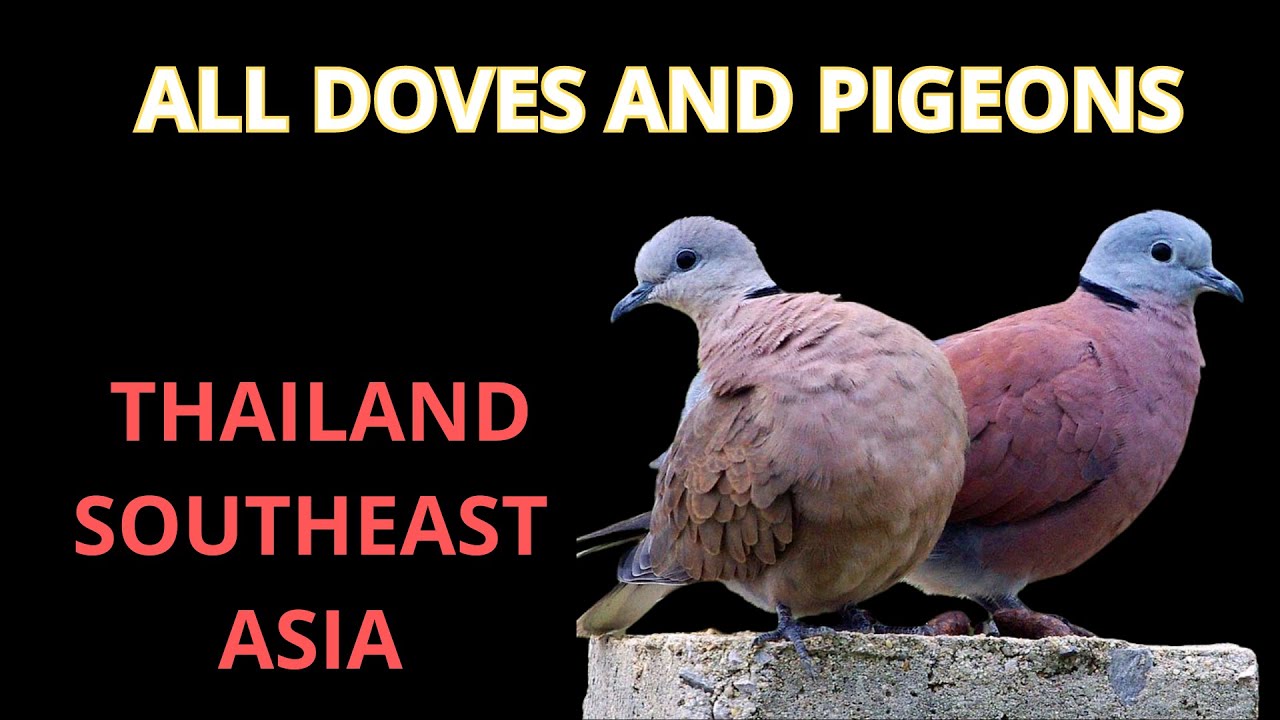 doves and pigneons of thailand #birds #dove #pigeon #thailand #birding
