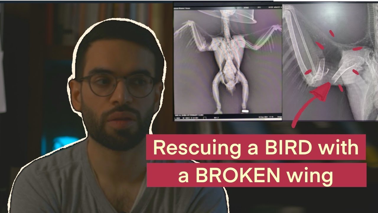 I tried rescuing a PARROT