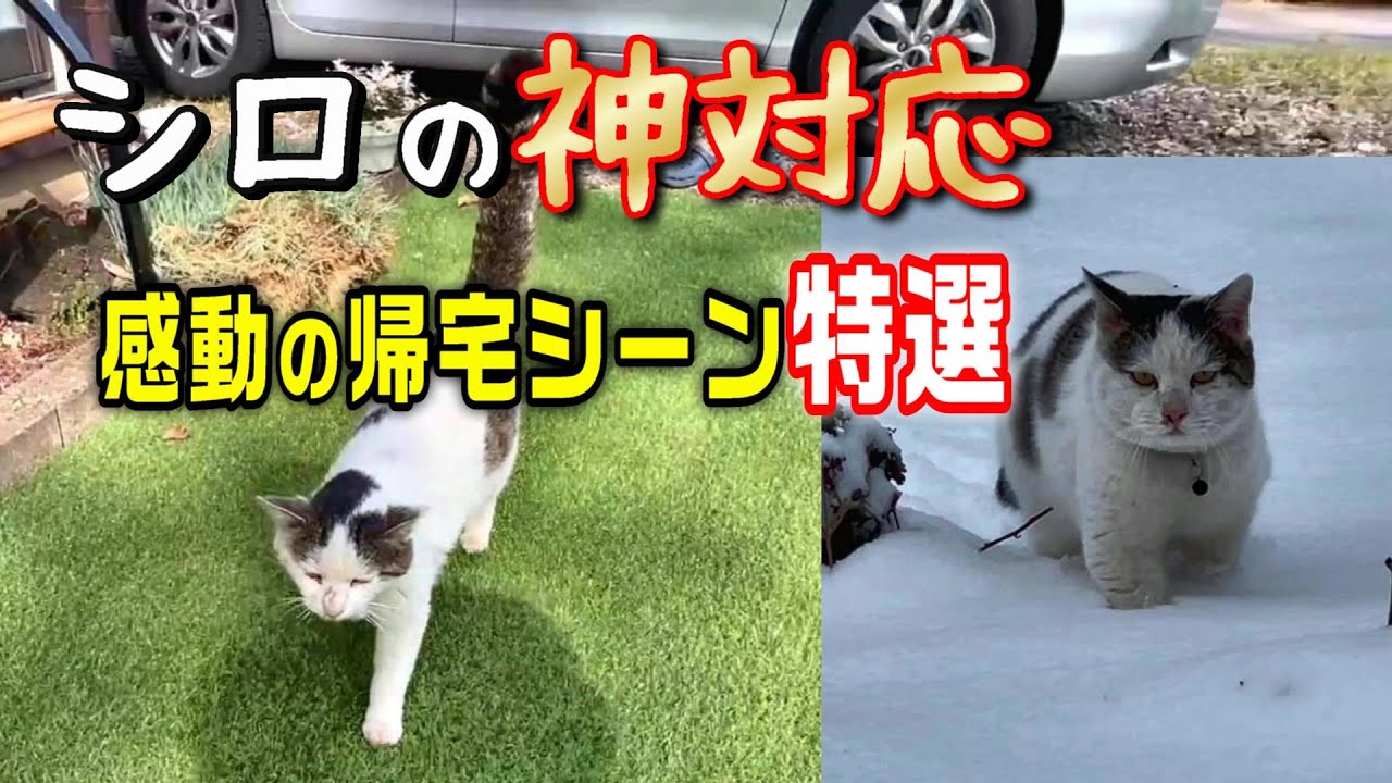 【シロの驚きの神帰宅】母の退院に見る愛猫の絶妙なタイミング帰宅シーン特選【オリジナル曲】