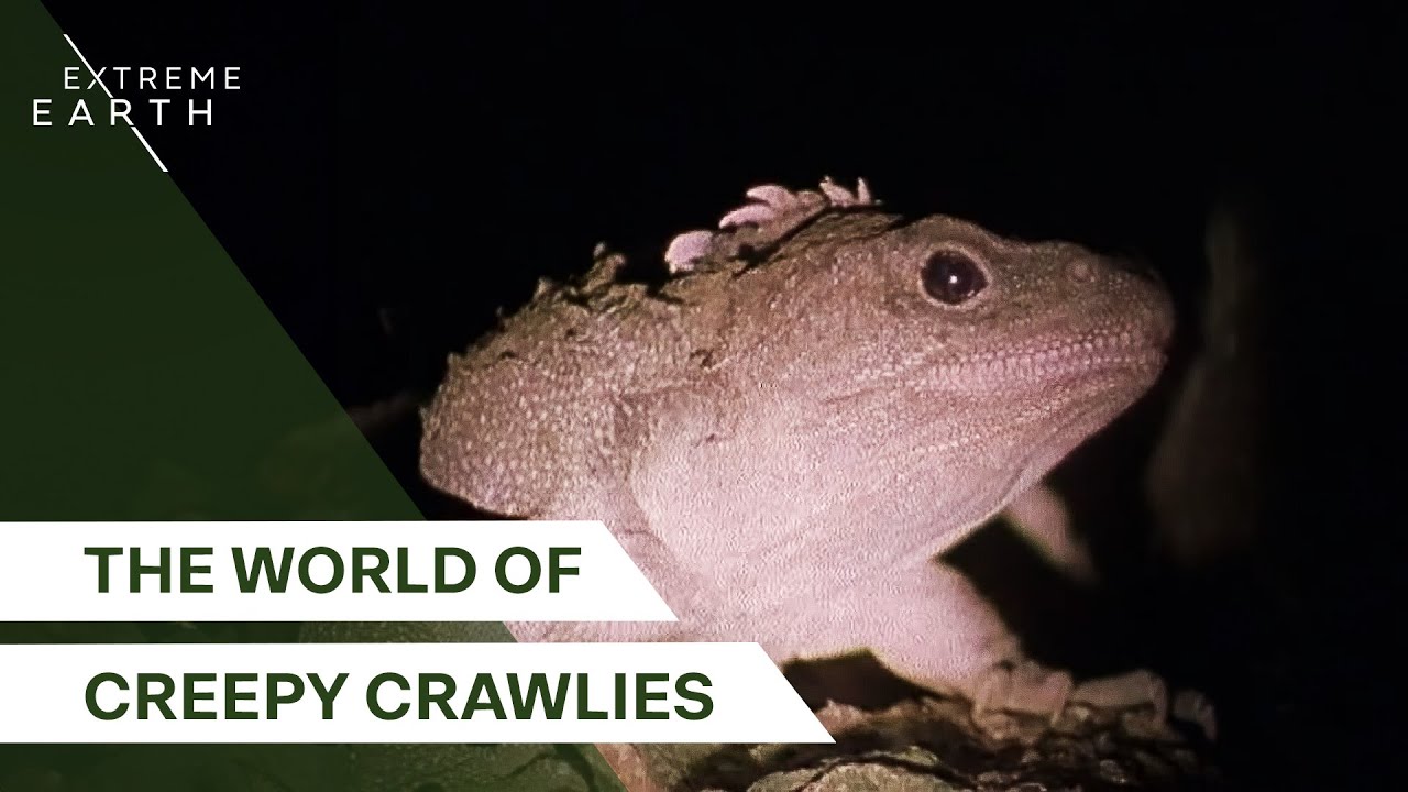 Uncovering Earth's Largest and Strangest Invertebrates | Giant Creepy Crawlies with Nigel Marven