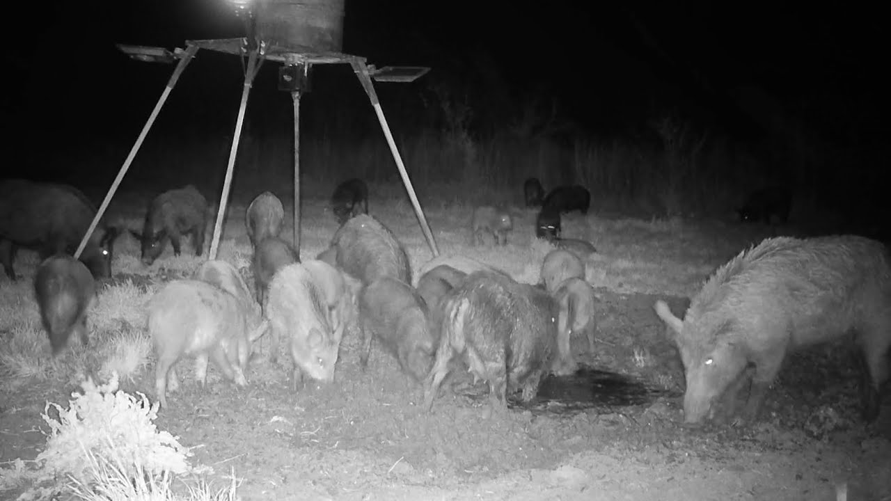 Pigs don’t love wind but hunger is stronger #wildhogs #fyp #pigtrapping #pighunting 