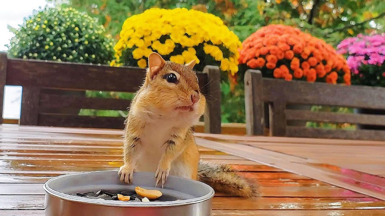 팔이 저릴때까지 만져달라는 다람쥐 몽키 Chipmunk Moonkey Asks Me To Pat Her Until My Arm Gets Tired