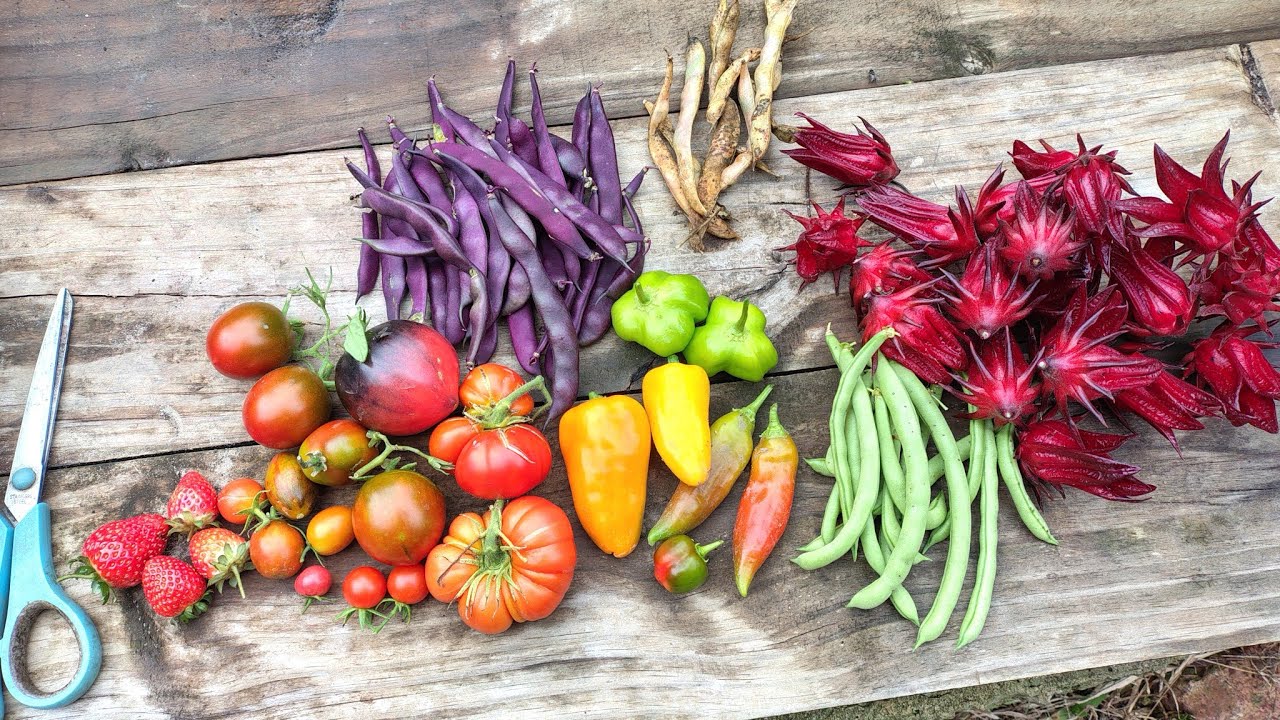 Cosechita de sábado lluvioso 