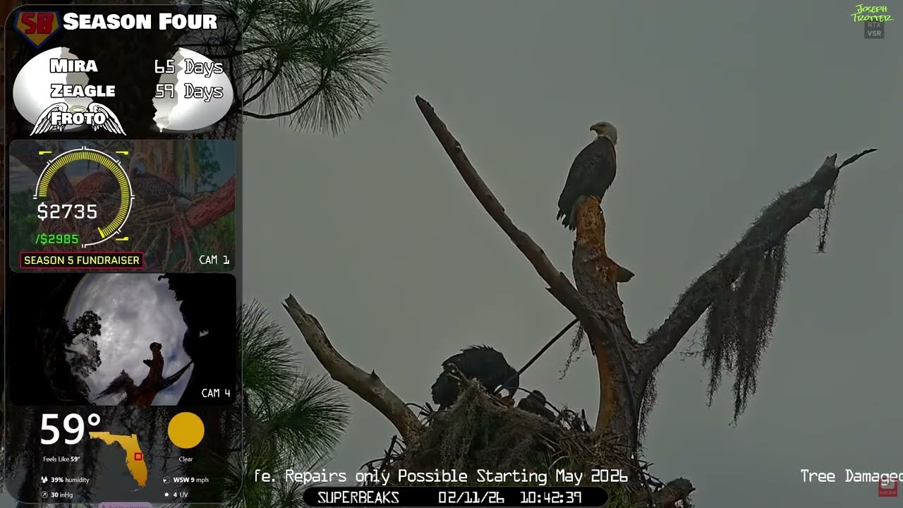 🦅Yesterday at SuperBeaks | Feb 11, 2026-More hops & wingers! Mira & Zeagle are preparing for fledge💕