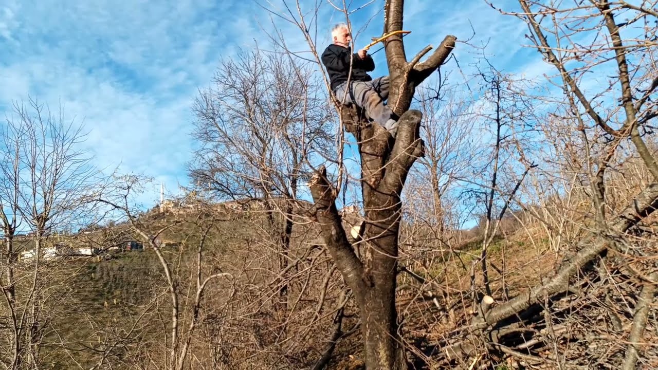 Bu Kiraz Ağacı Neden Zor Budandı? 🌳✂️ Ustalık İsteyen Kesimler
