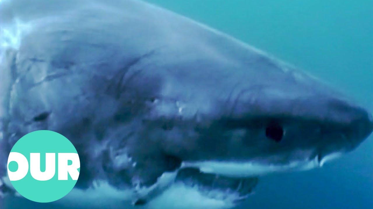 Are Great White Sharks Mistaking Surfers For Turtles? | Our World