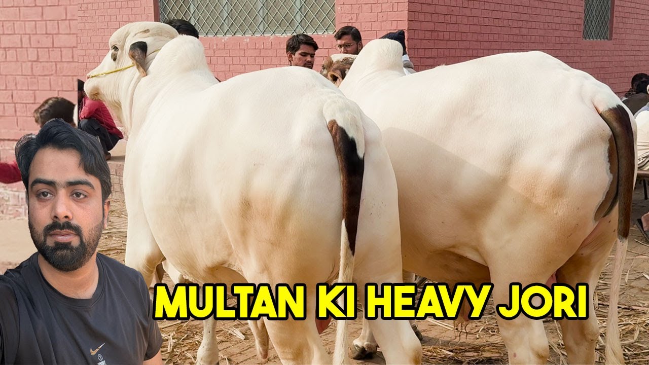 Тяжелые белые Джори! Самая особенная пара на рынке Мултан Манди.