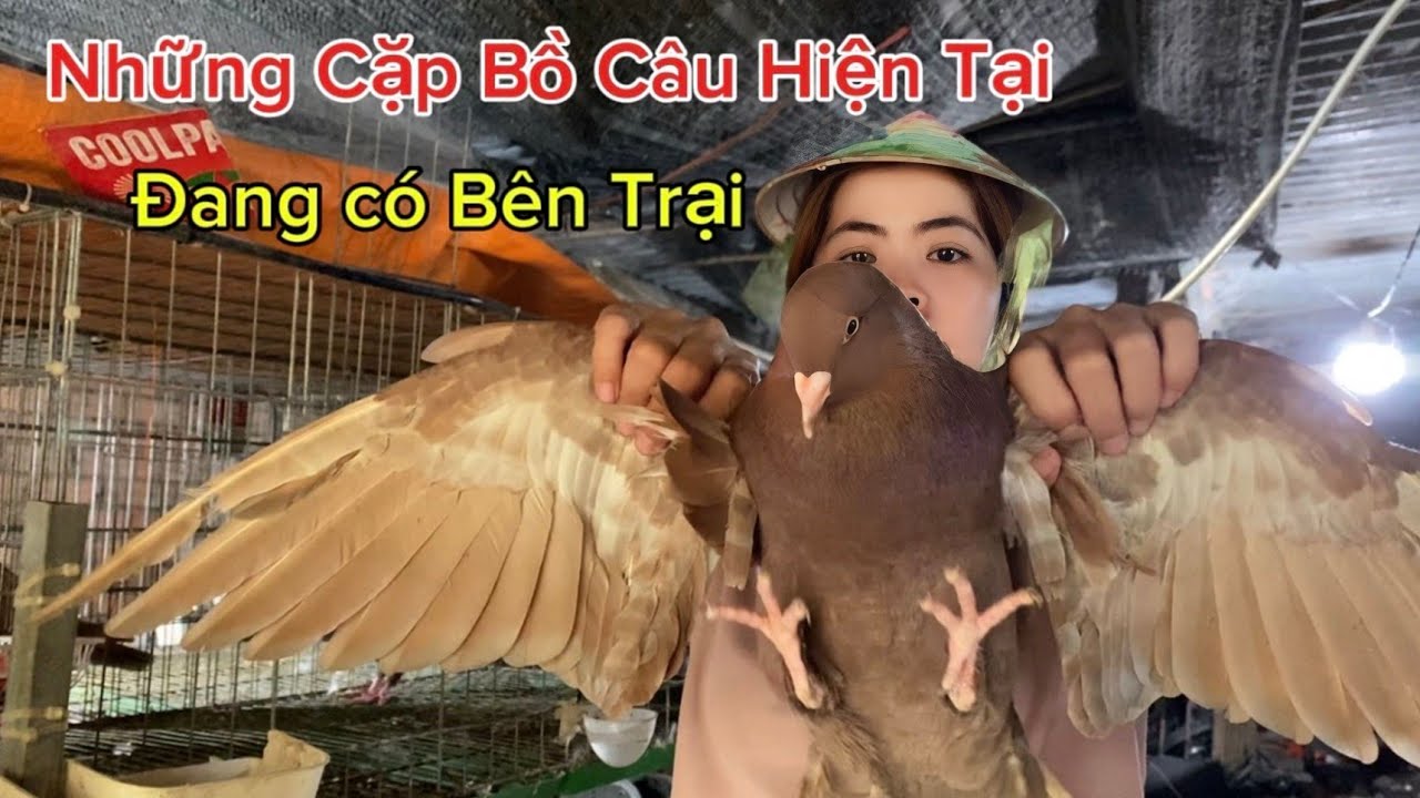 Toàn Cảnh Các Cặp Bồ Câu Bên Trại Mình Đang Nuôi Hiện Tại