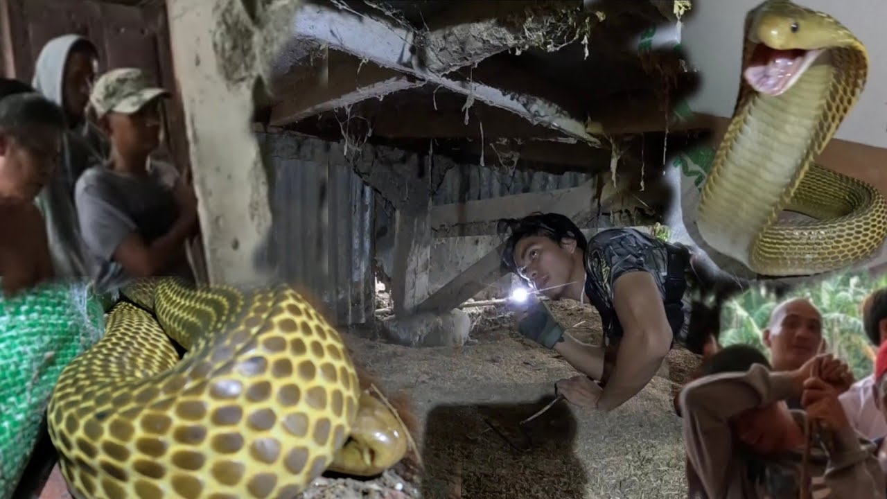 SA TAPANG NG COBRA KINAILANGAN SI COBRA PRINCE