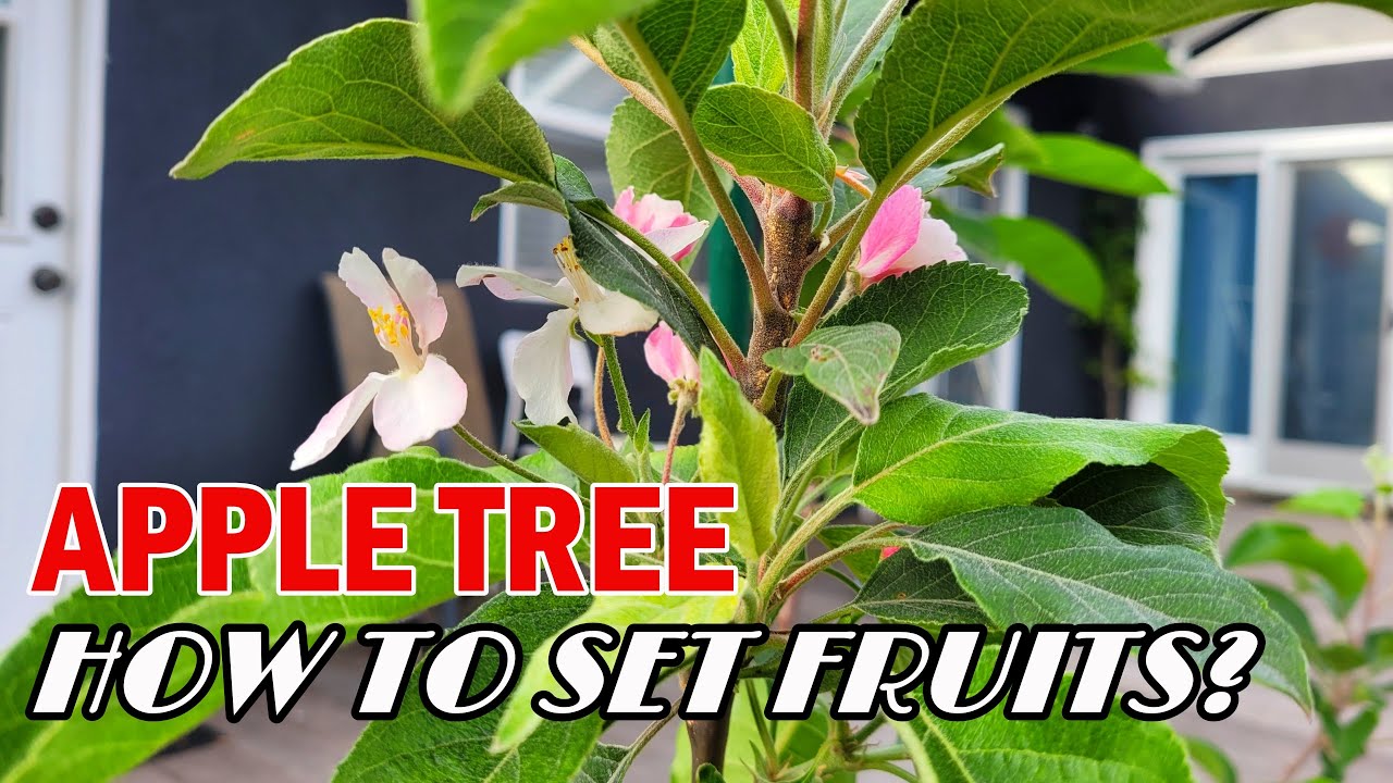 Apple Tree: How to Cross-Pollinate and Set Fruits | Self-Pollinating and Pollinator | Self-Fertile