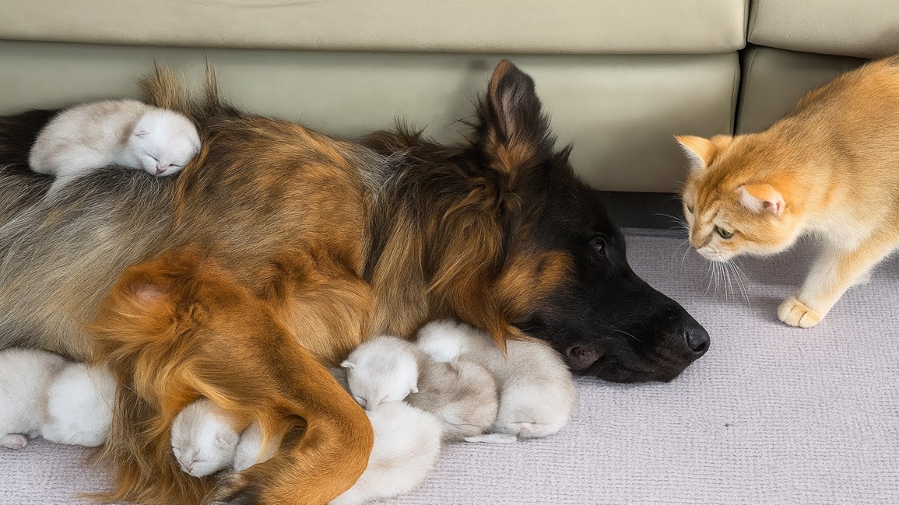 The Mom Cat Couldn’t Believe It! German Shepherd Takes Better Care of Kittens Than She Does