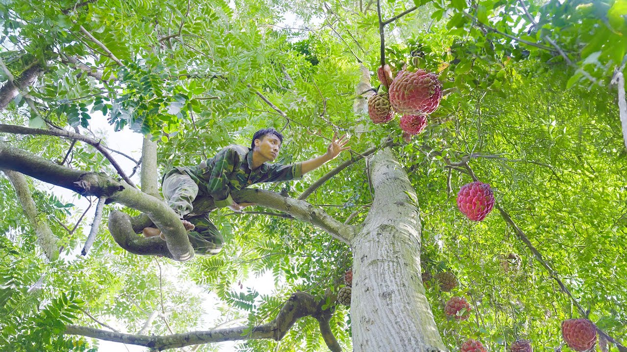 Harvesting Forest Custard Apples to Sell Earn Money | Forest Life, Nature Life