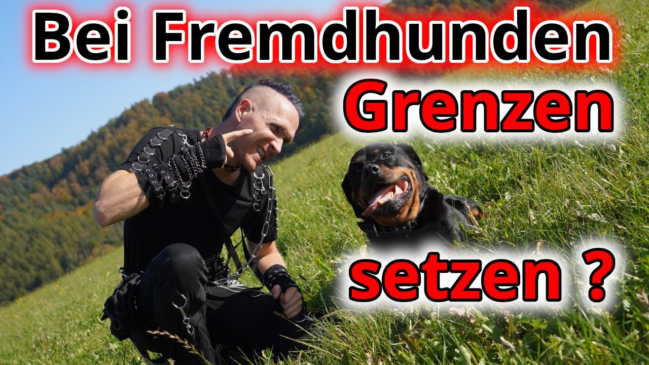 Macht es Sinn, in der Fremdhundebegegnung Grenzen zu setzen?