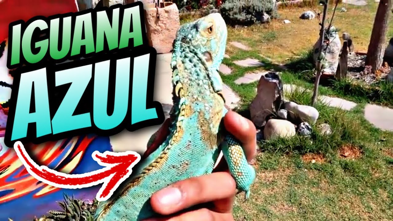 Nuevo Proyecto, Iguana Azul