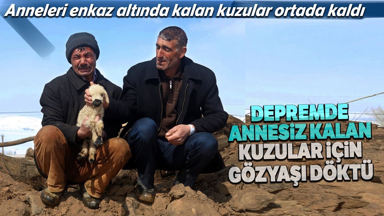 Van'da Yürek Yakan Görüntü...Depremde Annesiz Kalan Kuzular İçin Ağladılar