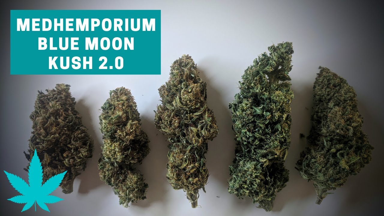 Blue Moon Kush 2.0 CBD Bud Review (Medhemporium)