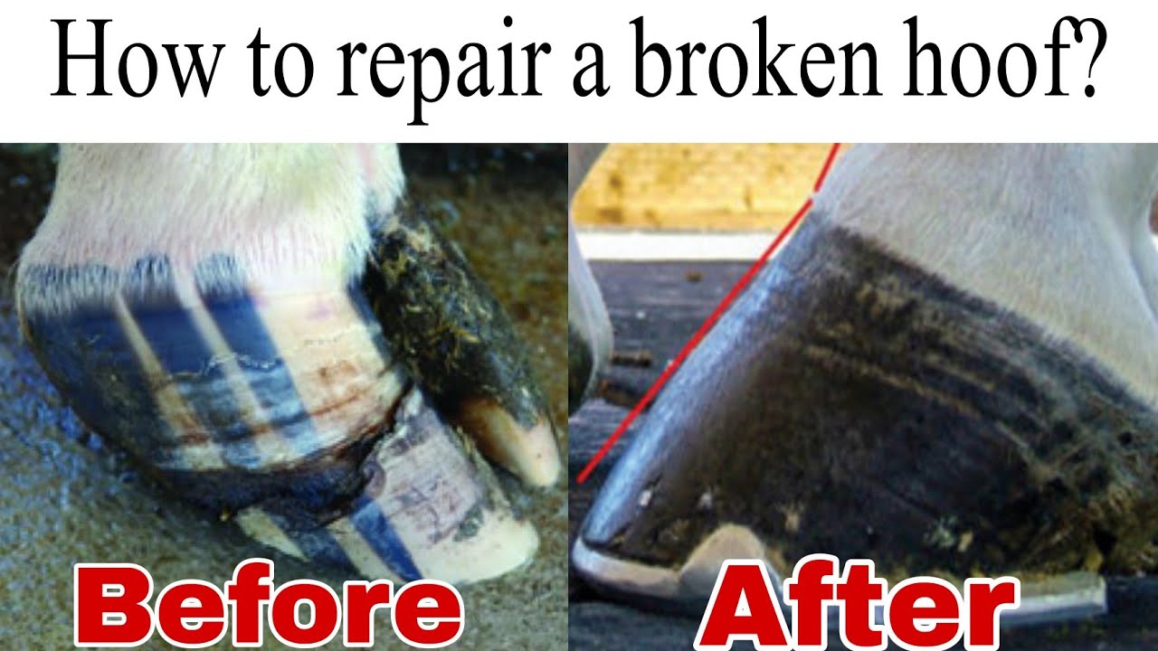 how to cure a broken hoof || Hoof Restoration satisfying video || Repair Master
