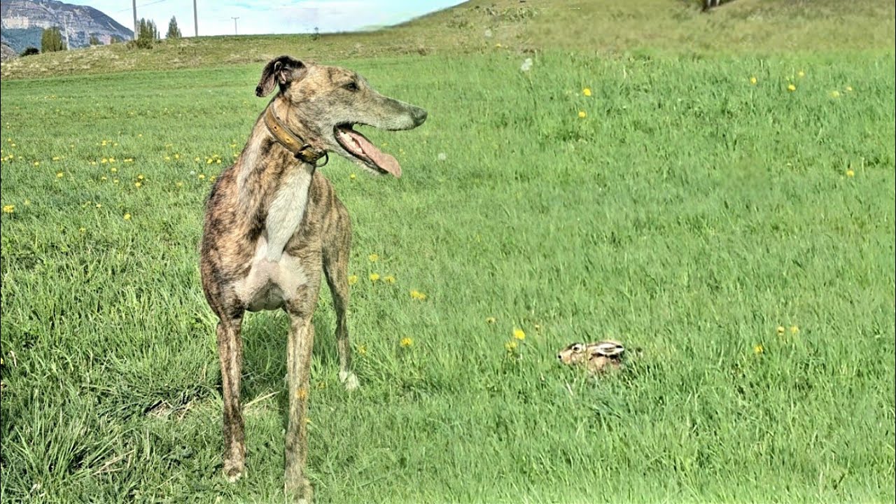Finalizando Temporada 2024. Galgos vs Liebres 2da Parte con los amigos de la VII  Región 🇨🇱 #galgos