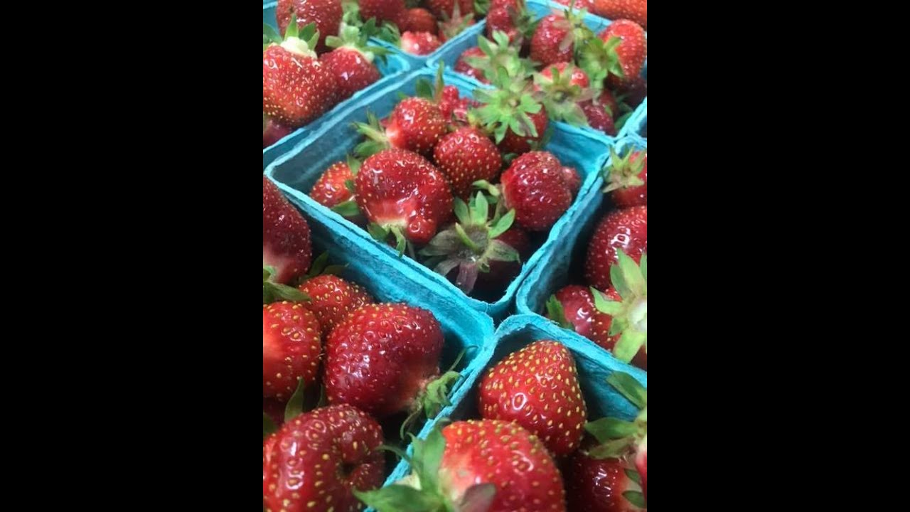 It’s strawberry u-pick season!