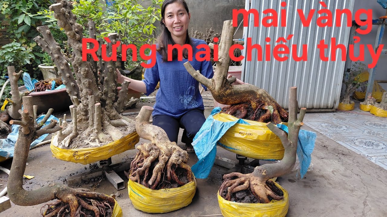 6/3, Truyền 0939046405, giao lưu mai vàng dảo hạt thủ đức, rừng mai chiếu thủy giá rẻ