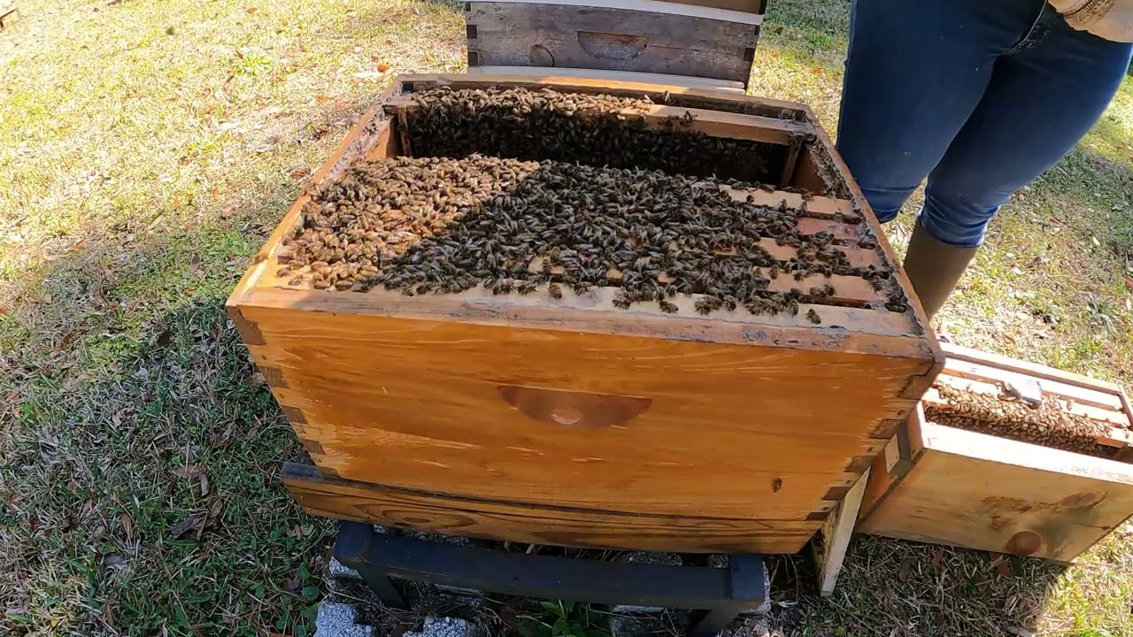 2026 03 01 C's Honey Bees - Teaching a Future Beekeeper and splitting two hives