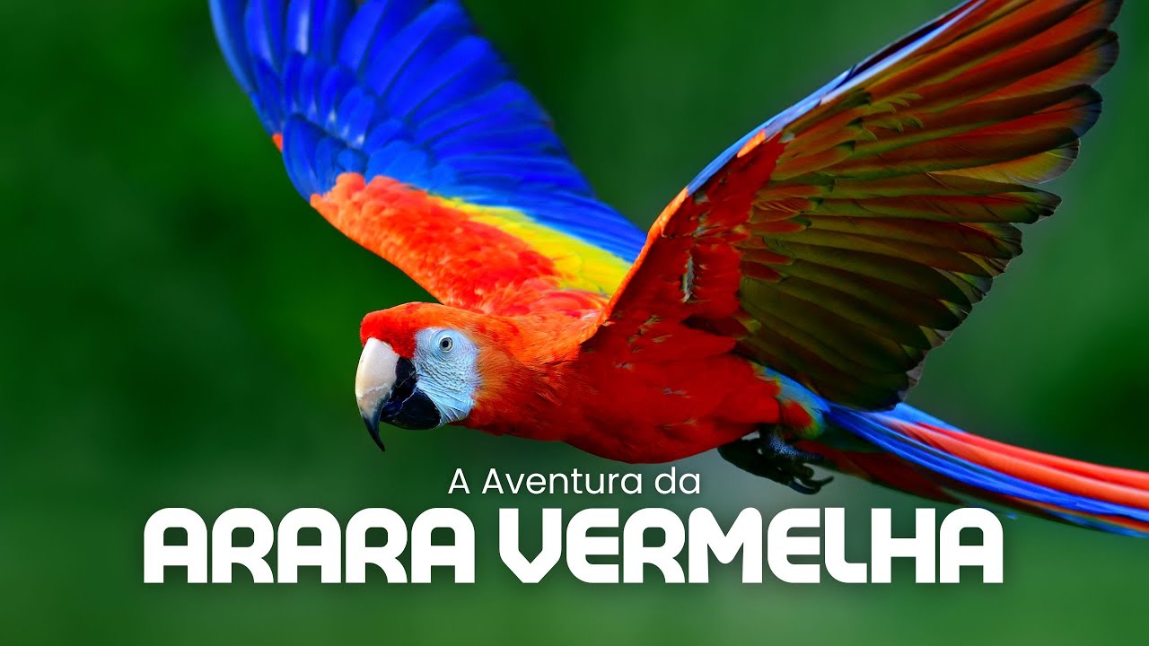 Fascinante Mundo da Arara Vermelha
