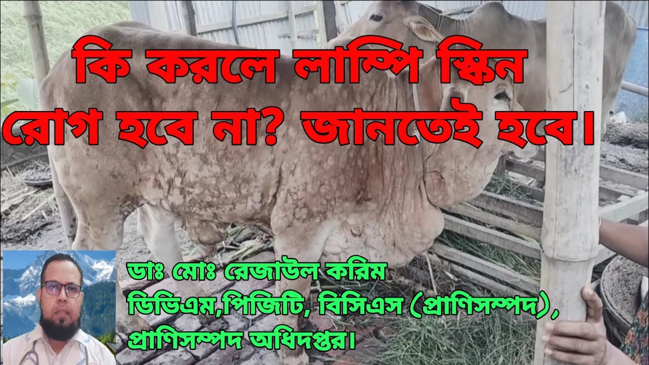 লাম্পি স্কিন রোগের চিকিৎসা ও প্রতিরোধ।  Treatment and prevention of lumpy skin disease in cattle.