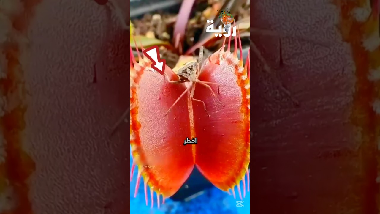 أخطر ثلاثة نباتات آكلة للحوم في العالم