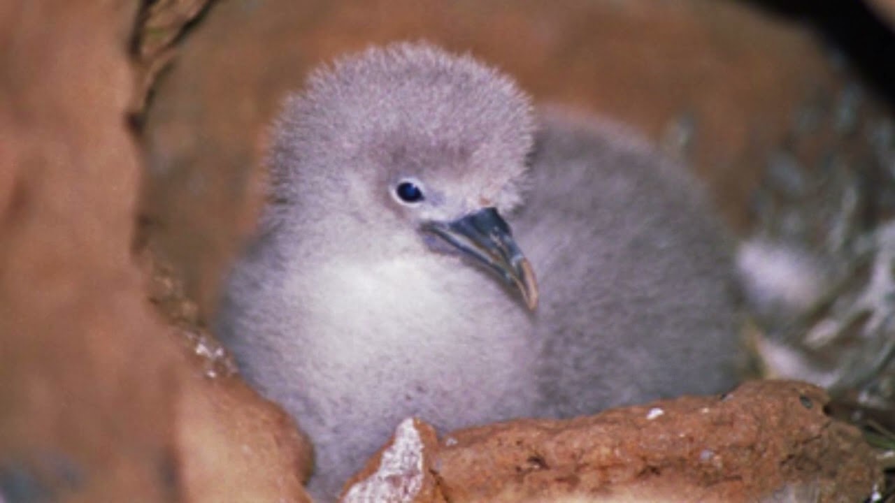 Sooty Shearwaters have arrived