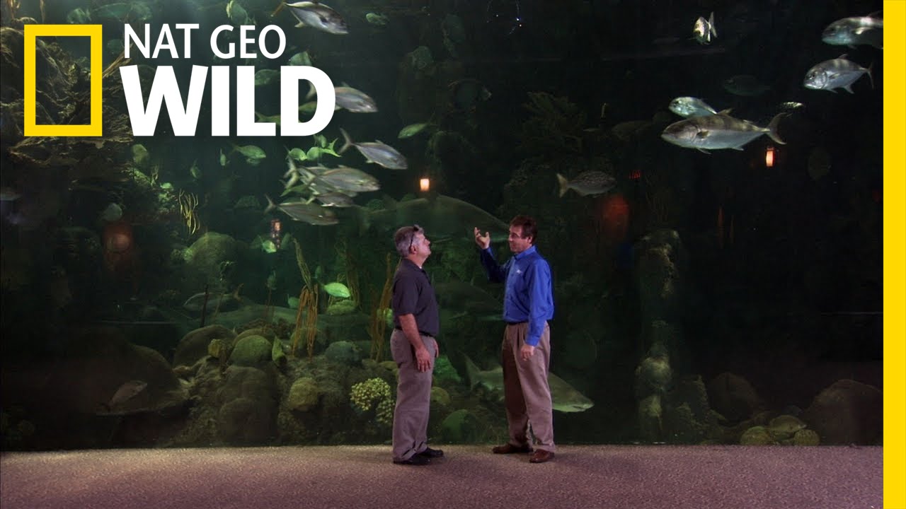 Big Project, Big Promises | Fish Tank Kings