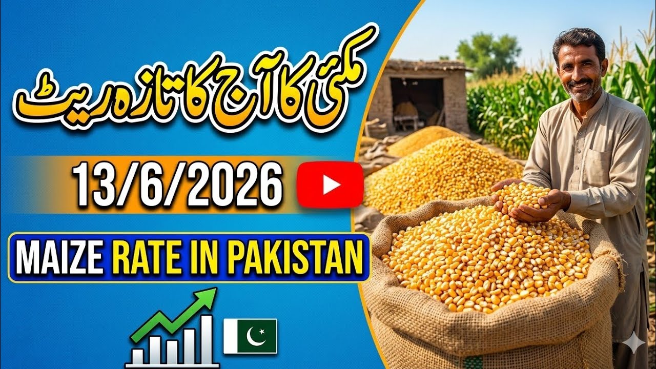 Maize rate in Pakistan / مکئی 🌽 کا آج کا تازہ ریٹ / maize rate update