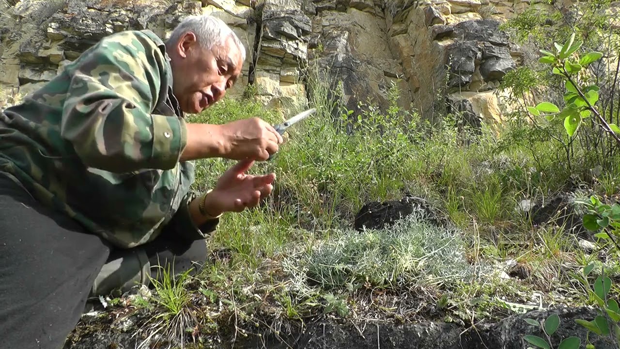 Волчья трава (Вздутоплодник сибирский)! Панацея народов Севера от 40 болезней!!!