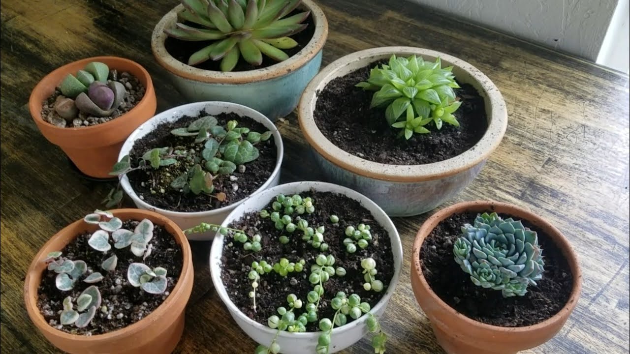 Plantando conmigo mi rosario variegado, Ceropegia woodii|| les cuento porque estoy triste😢.