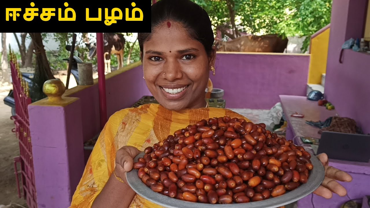 ஈச்சம் பழம் பழுக்க வச்சாச்சி | Fresh WILD DATE-PALM Fruits in my village | Eecham Pazham