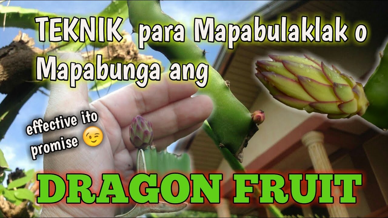 Paano Pwersahing Pabulaklakin/Pabungahin ang Dragon Fruit | How to induce Dragon Fruit to flower